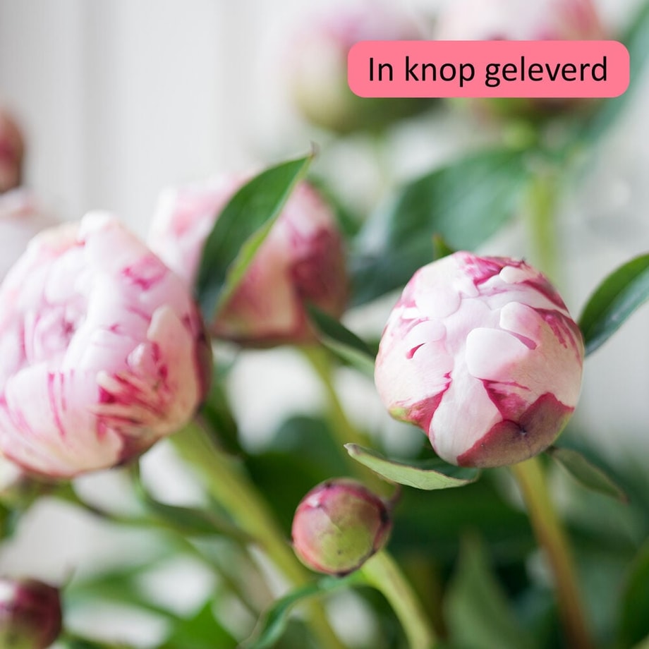 Peony passion bouquet