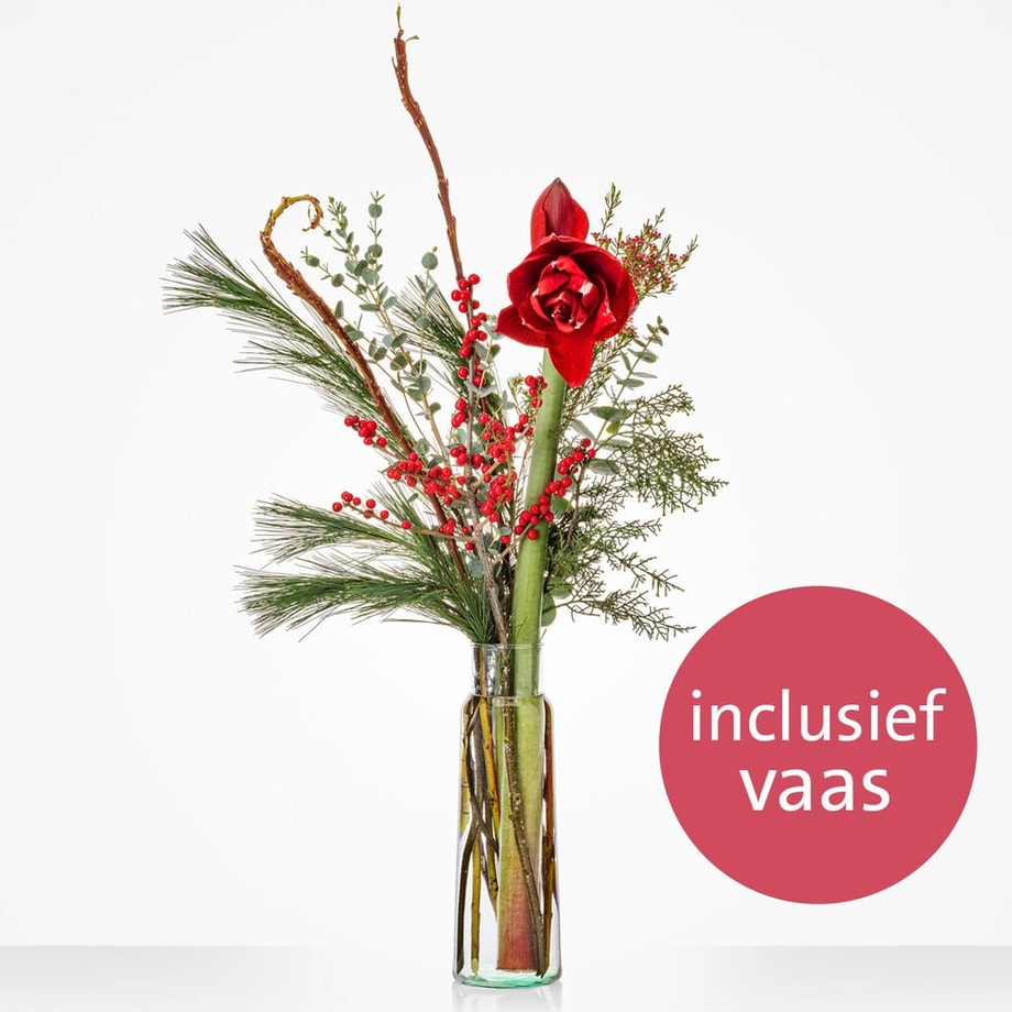 Amaryllis vase surprise