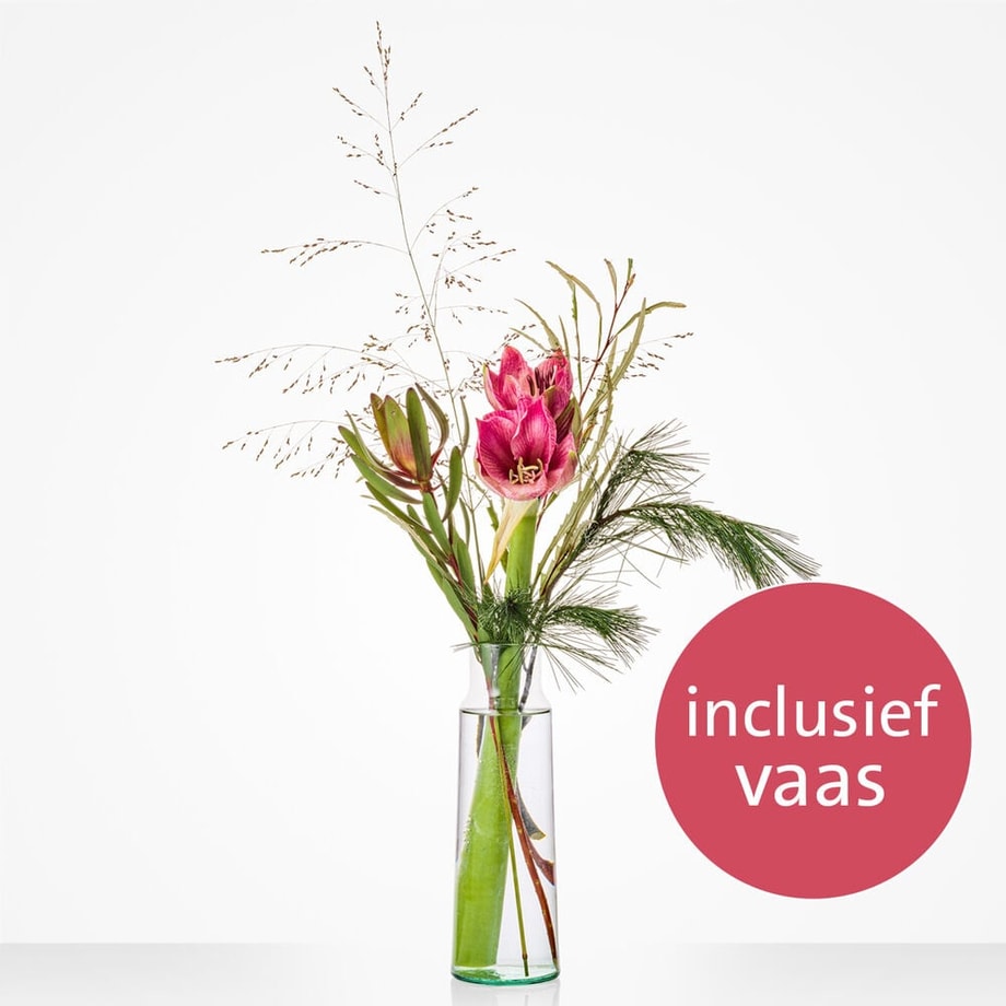 Amaryllis vase surprise
