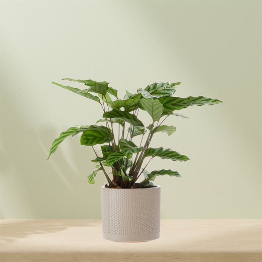 Calathea incl. flower pot