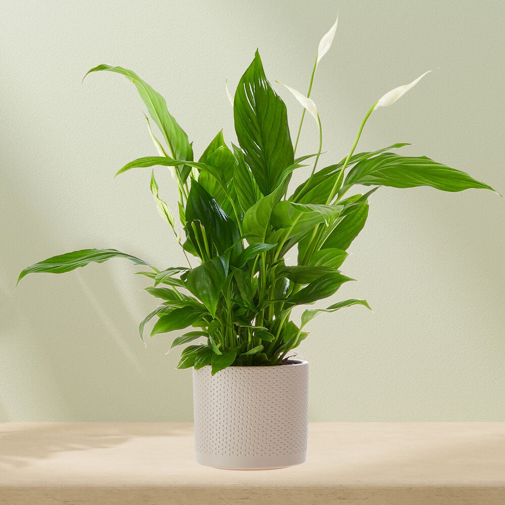 Peace Lily plant incl. pot