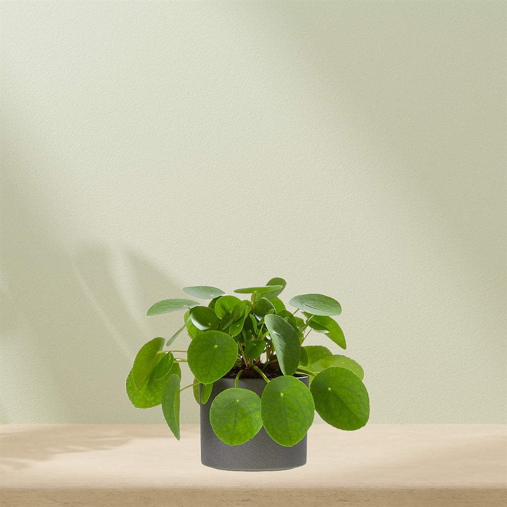 Pilea plant including pot
