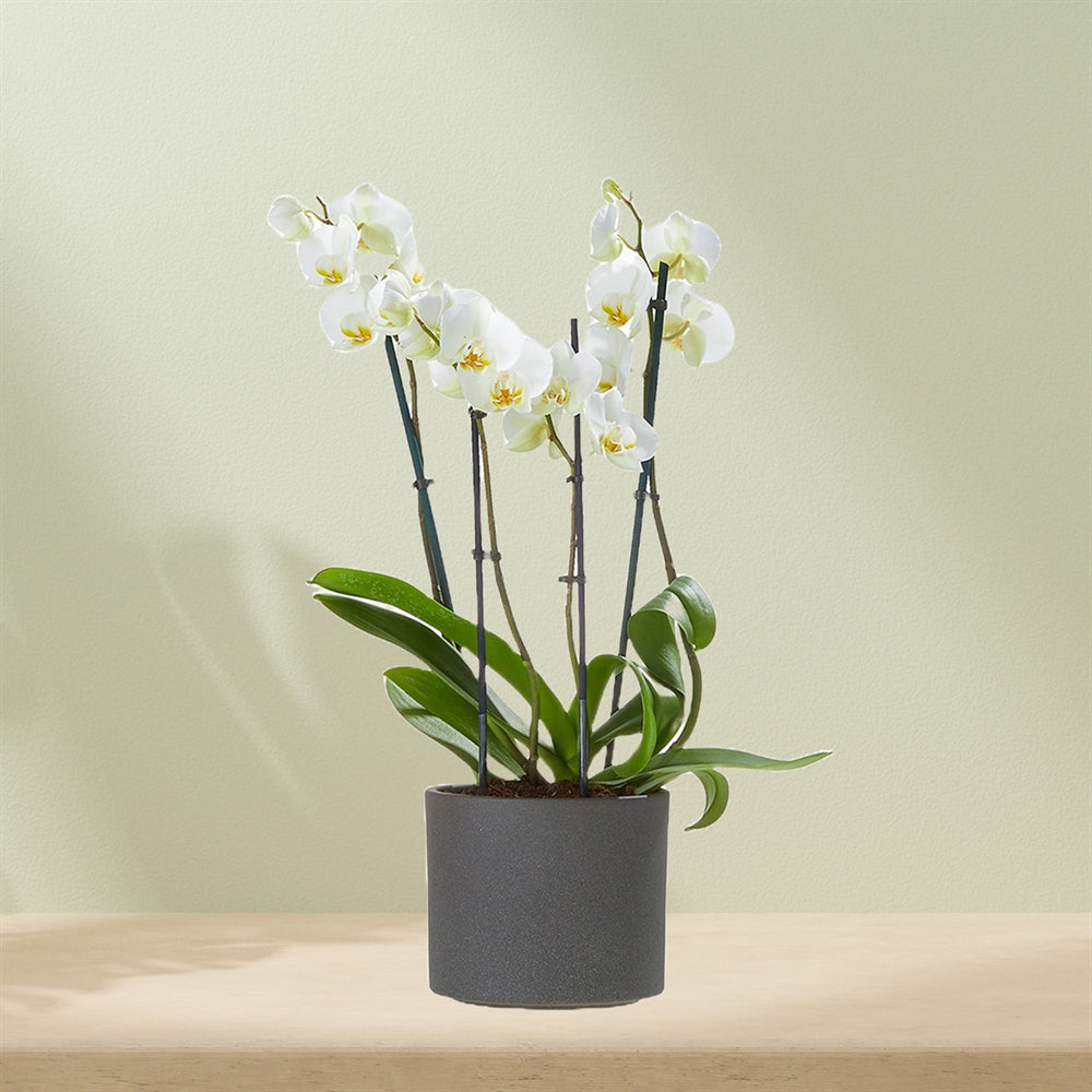 White orchid including pot